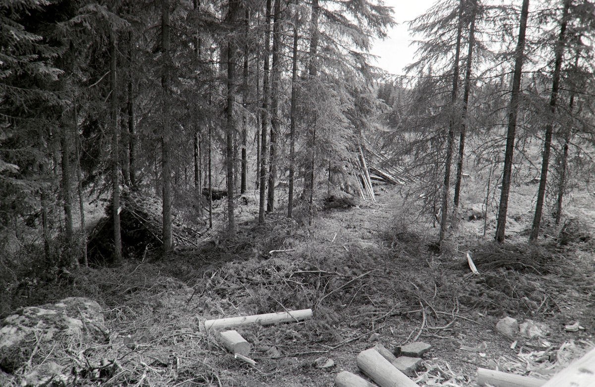 Lafting av skogskoie i A. Brettens skog i Romedal, Stange.