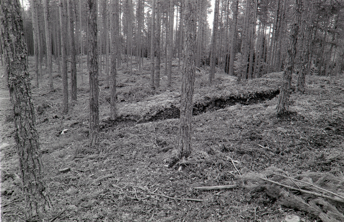 Tjæregraver, Frysjøsletta, Grue, Solør.