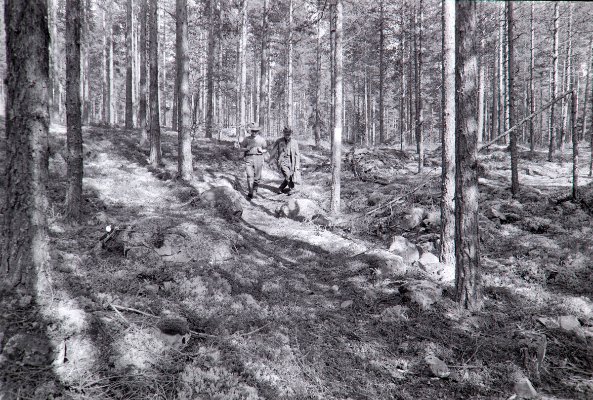 Finnvegen ved Brutjernet, Grue, Finnskog, Solør. Asbjørn og Sigurd Holt.