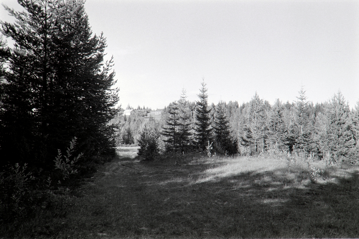 Lønnhaugen, sett fra Sjumannskoia, Grue Finnskog, Solør.