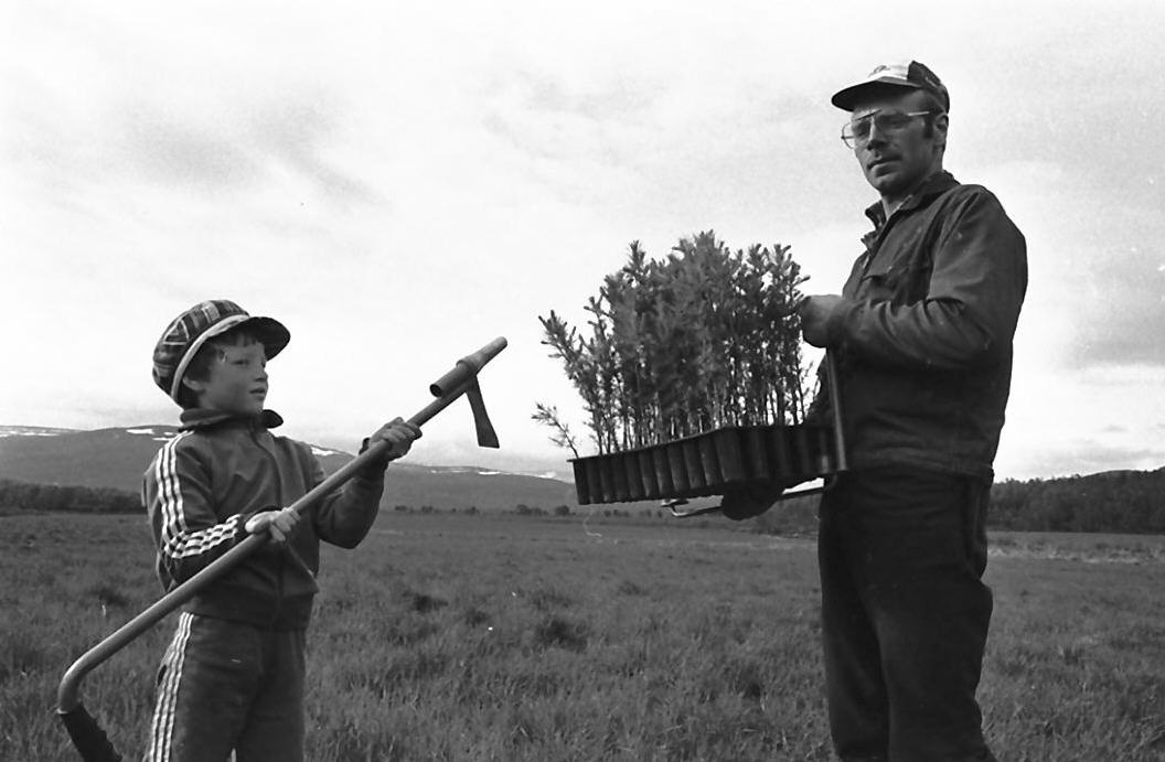 Olav Aamo i Dalsbygda planter skog - leplanting. 