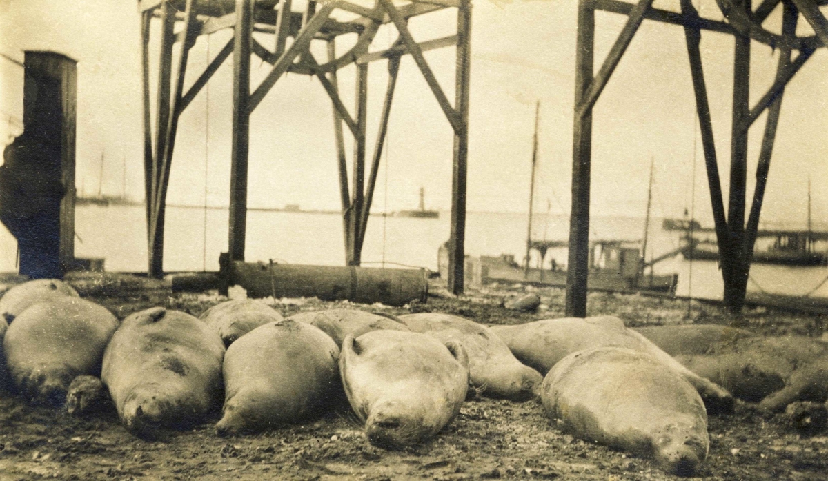 Kobber liggende på kai i antatt Vadsø 1917-1918.