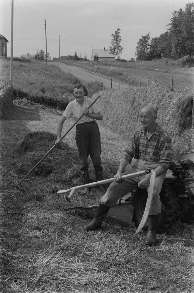 Leirfjord, Kjærstad. Ane Sjøberg og Olaf Kjærstad driver med slåttonn, hesjing.
Bildet fra Helgeland Arbeiderblad sin sommerpatrulje.
Finnes også som VBH.F.2011-010-0027