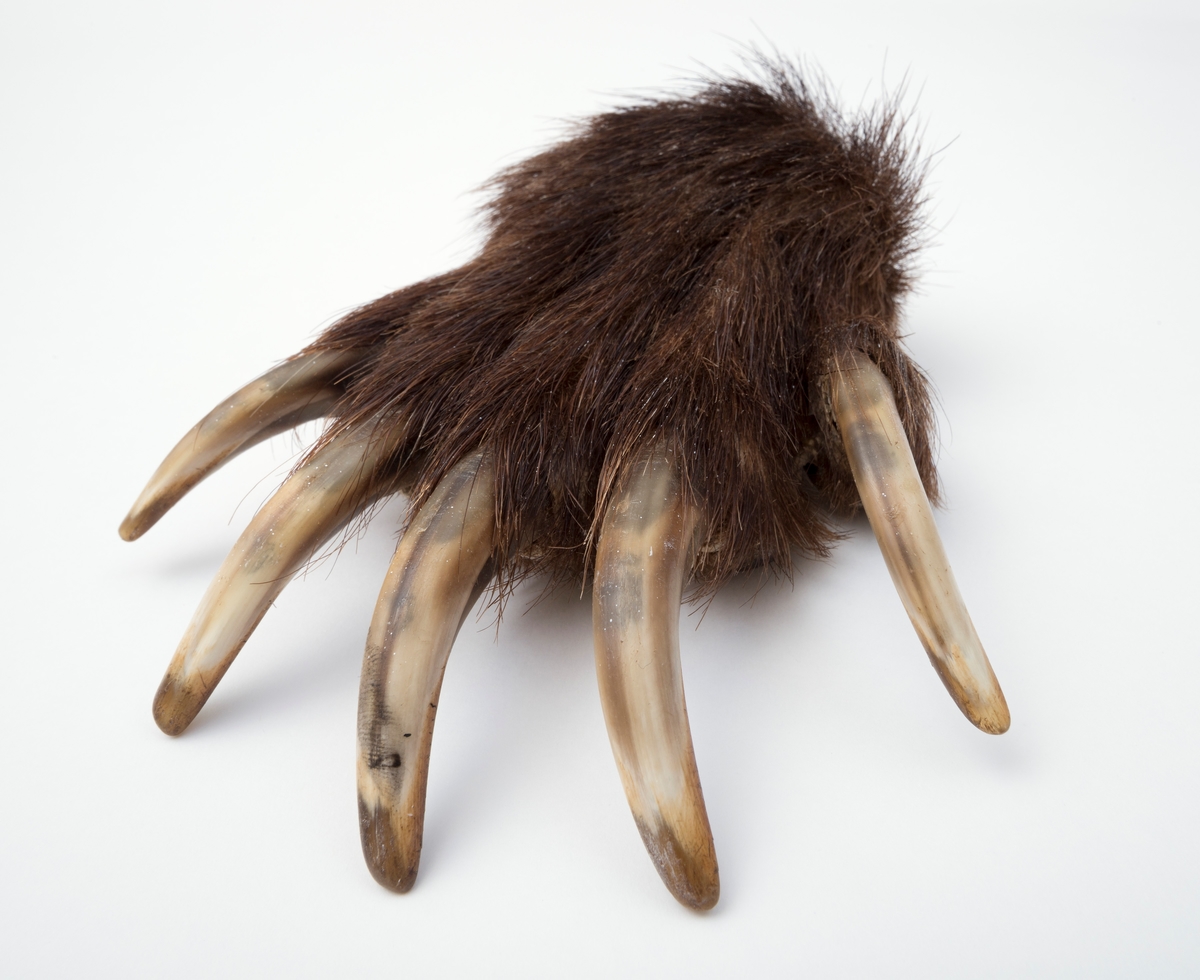 Preparert bjørnelabb fra høyre frambein til en bjørneunge. Den har alle 5 klør intakt. Labben er kappet av fra beinet ved leddet. Tåputene er intakte, mens hælputa er kunstig laget av formskum.  Skinnet er trukket over formskumputa deretter limt med silikon og festet med nagler. 