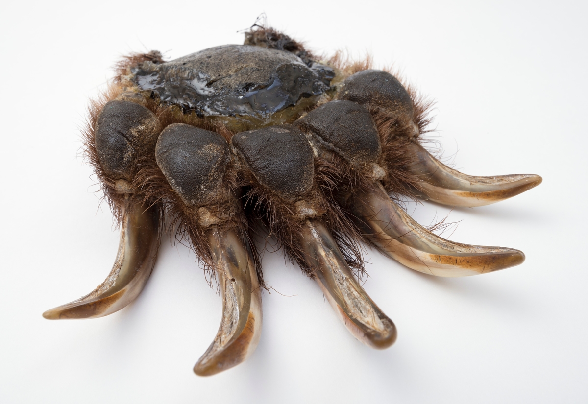 Preparert bjørnelabb fra høyre frambein til en bjørneunge. Den har alle 5 klør intakt. Labben er kappet av fra beinet ved leddet. Tåputene er intakte, mens hælputa er kunstig laget av formskum.  Skinnet er trukket over formskumputa deretter limt med silikon og festet med nagler. 