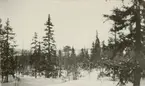 Officersövningar i Hålland 10-18.3.1931. Naturbild.