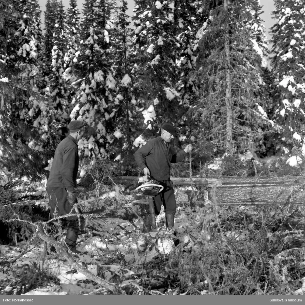 Ett skogsarbetarlag i Erikslund som kör med både häst och modernare maskiner.