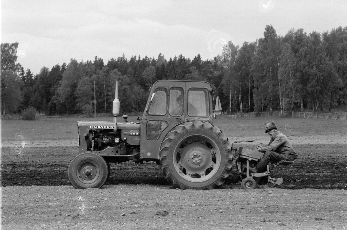 Lantbrukare Arvid och Birger Mattsson samt okänd man sätter potatis, Lönnholmen, Gräsö, Uppland 1995