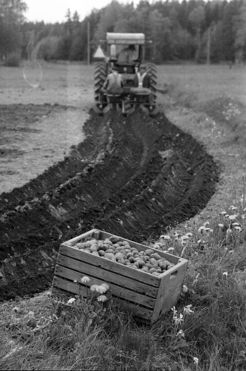 Lantbrukare Arvid och Birger Mattsson sätter potatis, Lönnholmen, Gräsö, Uppland 1994 - 1995
