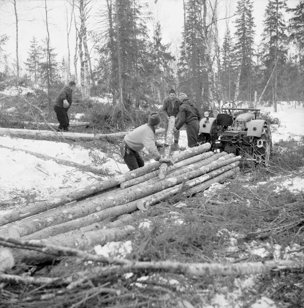 Skogsarbeid i Susendalen. Liten traktor, flere personer.