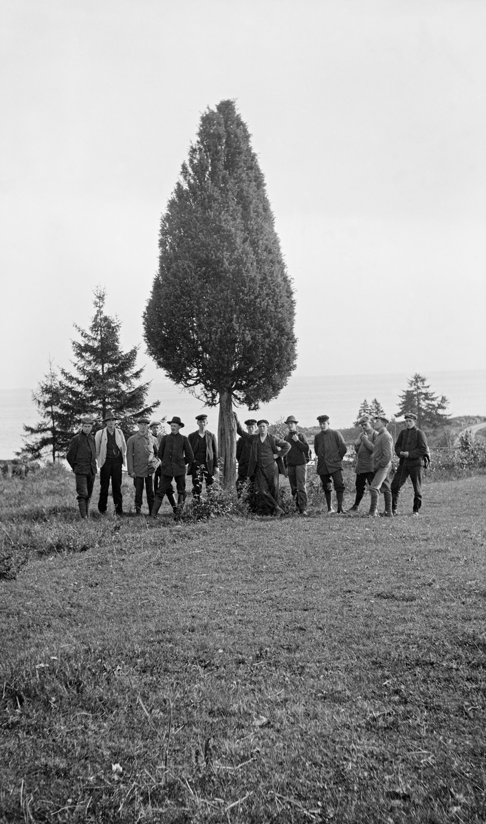 Stor einer (Juniperus communis) på grasslette ved Åsgårdsstrand.  Tretten menn sto på linje ved eineren.  I bakgrunnen spredte grantrær.