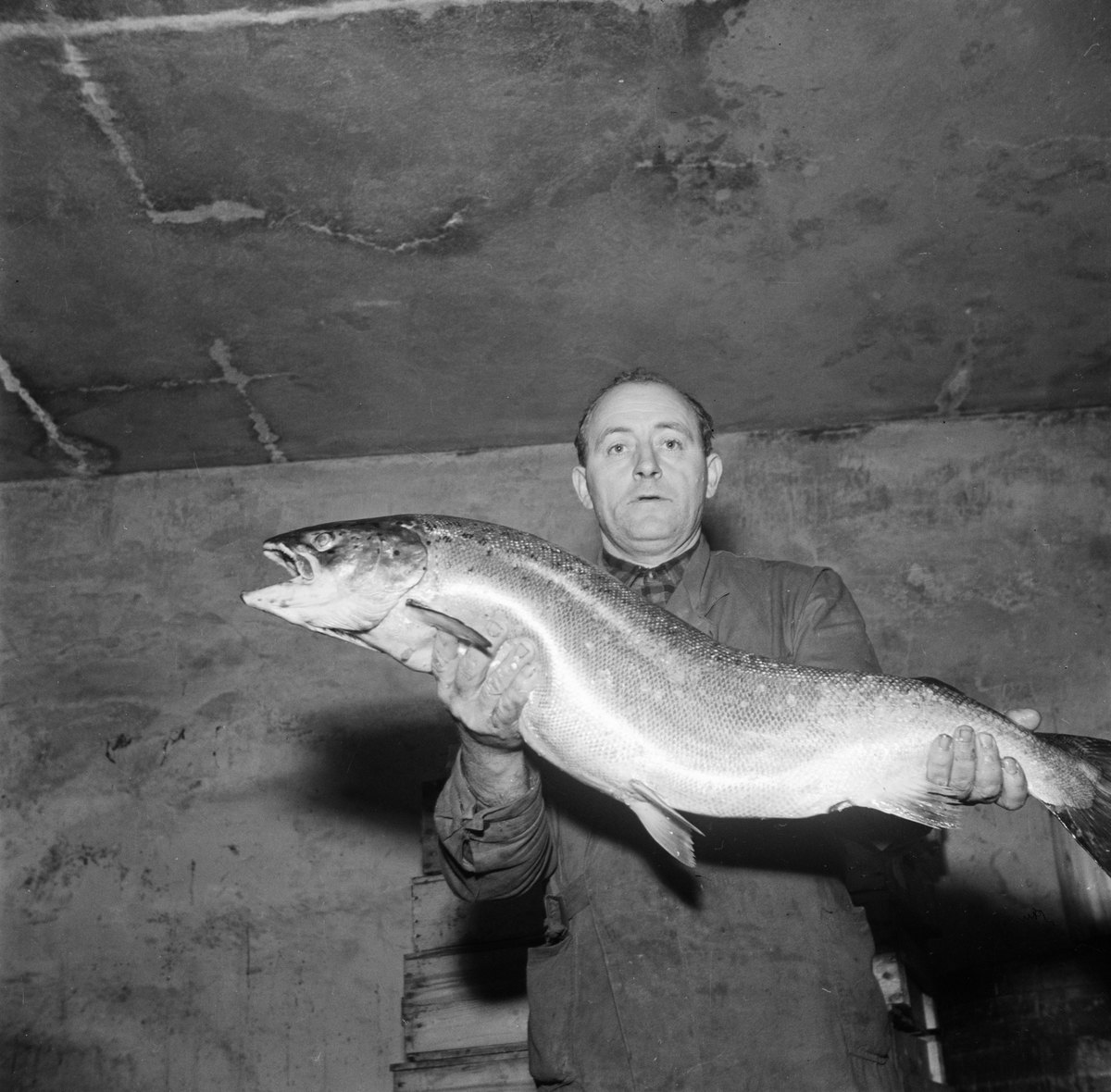 AB Uplandsprodukter, pressvisning, man med fisk, Uppsala oktober 1946