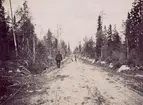 Telefonnät och naturmotiv från Norrland omkr.1900. Linjearbete.