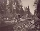 Ingenjörskursen i Norrland år 1903. Bispgården och Östavall.