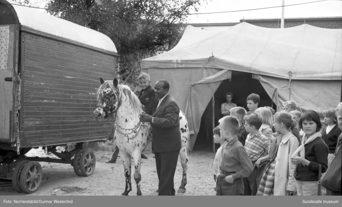 Fyraårige Thomas Bååth besöker Cirkus Scott och får en exklusiv visning av cirkusen och alla dess djur av bland andra cirkusdirektör François Bronett. Thomas absoluta favoriter var tveklöst sjölejonen som imponerade på honom genom att klappa händerna med fötterna. Reportagebilder i Dagbladet.