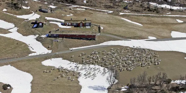 setervoll med masse reinsdyr