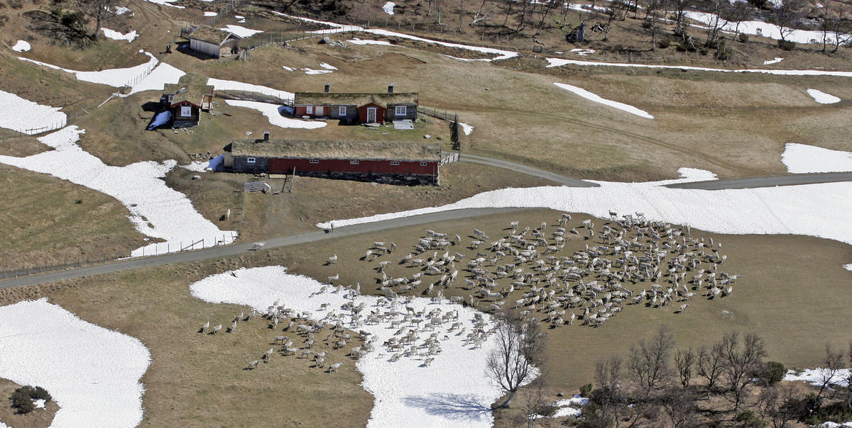 setervoll med masse reinsdyr