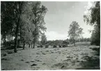 Badelunda sn, Anundshögsområdet, Långby.
Gravar och skeppssättningar.