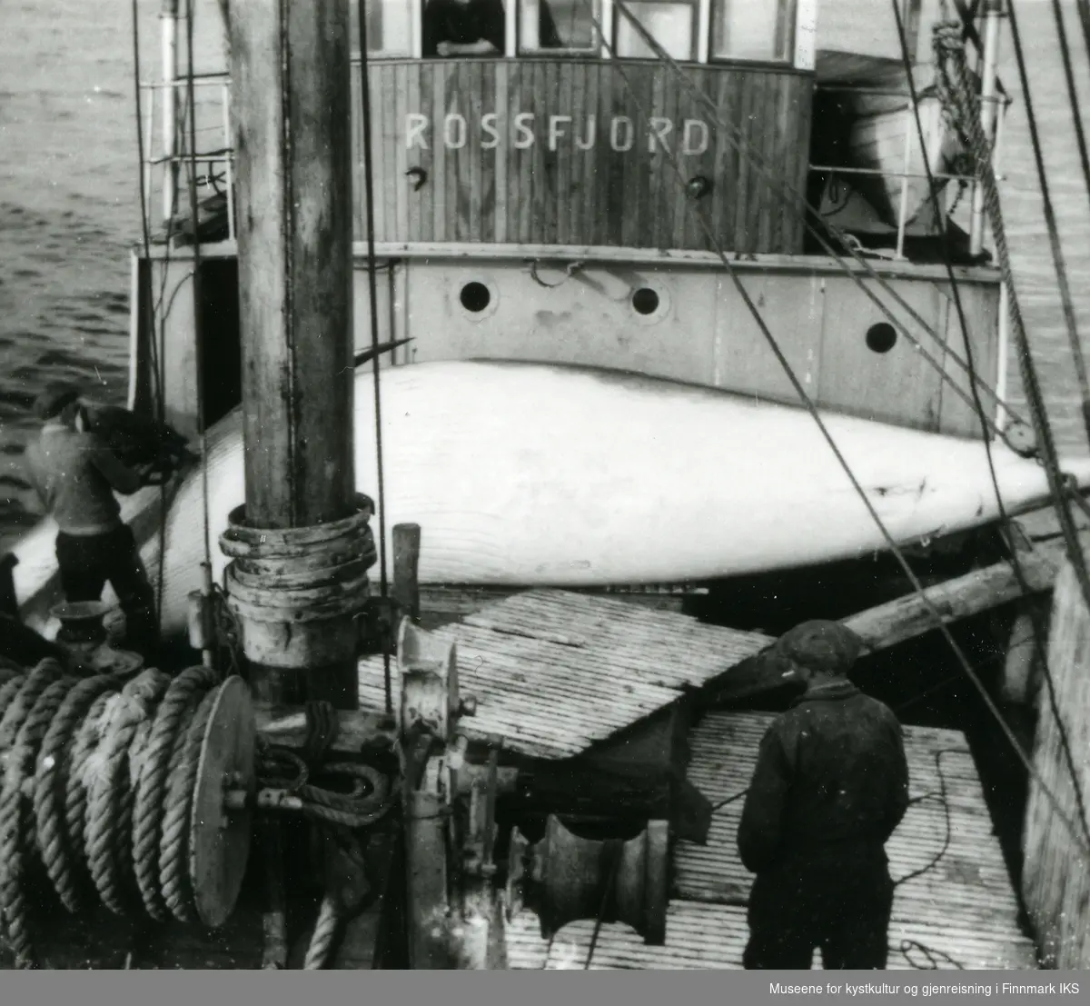 M/K "Rossfjord" (F-155-NK) på småhvalfangst i Barentshavet. 1950-tallet.