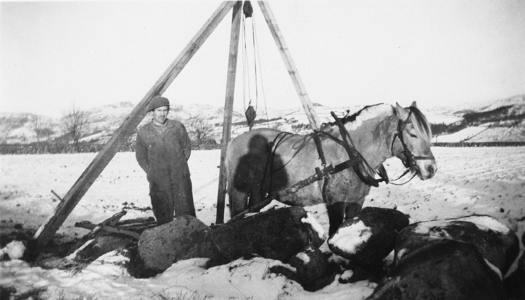 Ola Lende på steinkjøring - ein steingard skal vekk. Hest og steinbukk er til god hjelp.