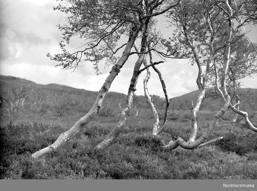 Bildet er heilt sikkert speilvendt, og viser Trollbotnen mellom Skarfjell (med på bildet) og Trolla (ikkje med). Bildet er teke frå ein stad innom Storvatnet i Giklingdalen(Flatvadalen), Sunndal kommune. (Info: Odd Arne Børset) ; 

fjell. mann med sekk. Bergans meis. Datering er ukjent, men trolig omkring 1950 til 1960. Fra Nordmøre museums fotosamlinger, Myren-arkivet