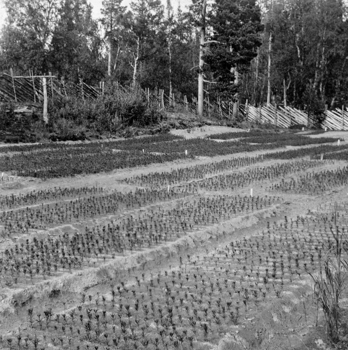 Planteskolen på Svenskvoll i Susendalen i Hattfjelldal kommune i Nordland.  Fotografiet er tatt mot areal der det i forgrunnen er priklesenger med tverrstilte planterader, avbrutt av rette gangstier med cirka halvannen meters mellomrom.  I bakgrunnen skimtes såsenger av tilsvarende størrelse, men med atskillig større plantetetthet.  Planteskolearealet er omgitt av skigarder, og utenfor skigarden vokser det blandingsskog med bjørk og furu som dominerende arter. 