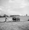 David Lindqvist plöjer med sina oxar vid hemmanet Ömon i Västra Harg. Hans föräldrar hade tagit över torparkontraktet för gårdens drift 1913. Redan 1923 hade fadern gått bort och David blev den av barnen som tog över. Nu är året 1977 och David har tydligt hållt kvar vid det gamla.