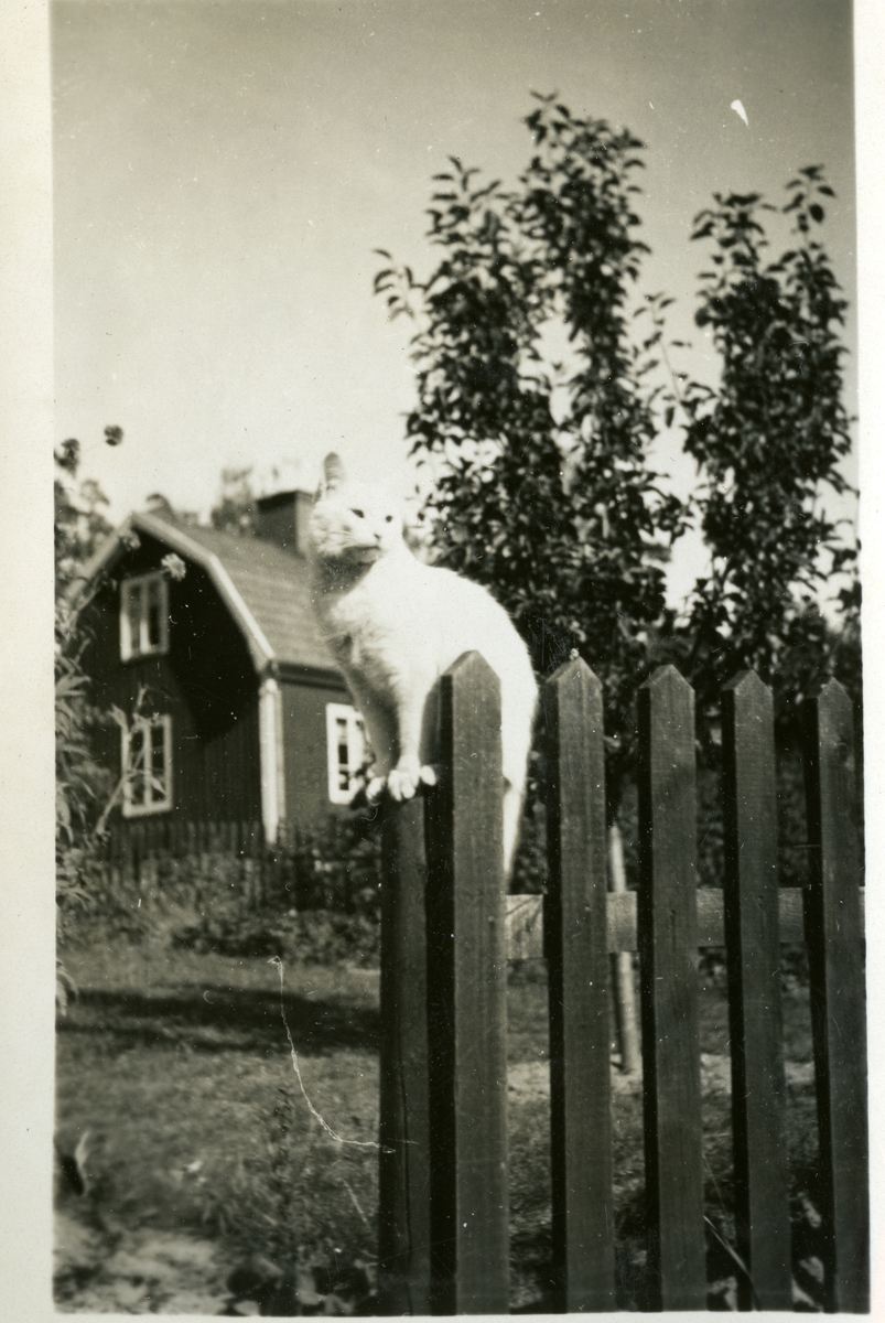 Himmeta sn, Tveta.
"Vår katt". Vit katt uppflugen på staketet. Bostaden i bakgrunden.