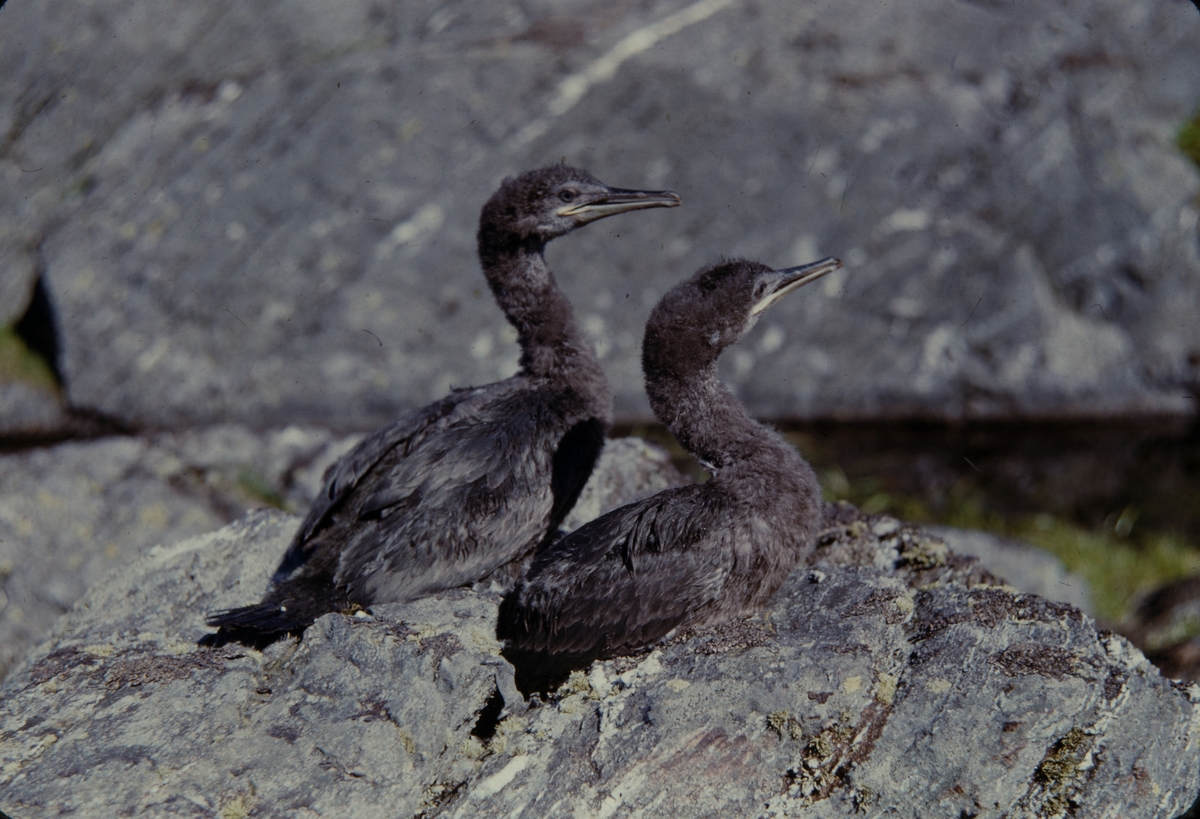 Skarvunger, Lovund 1955