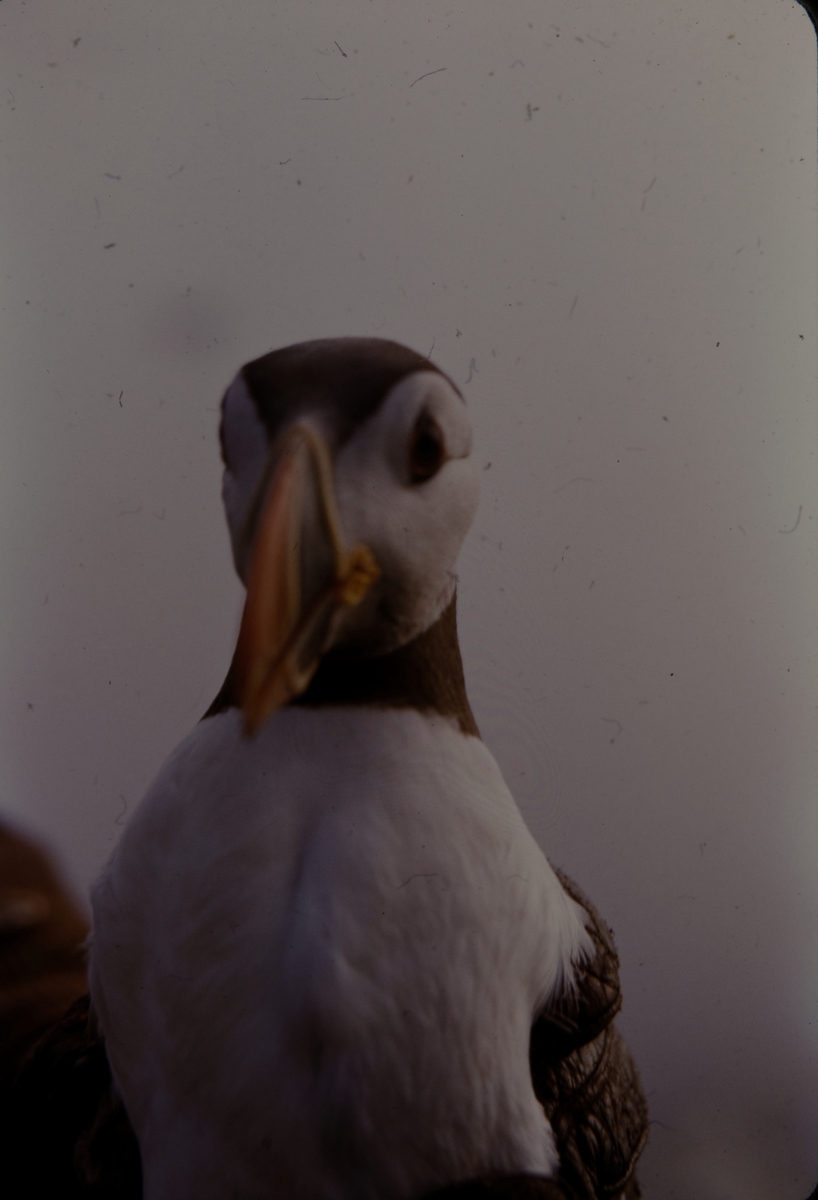 Lundefugl på Lovund, 1955