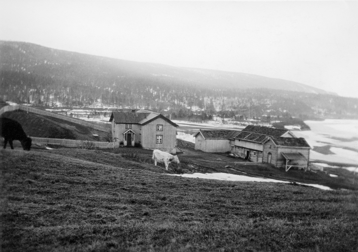 Gardsbruket Nyhaugen ved Ivarrud i Susendalen, Hattfjelldal.  Fotografiet er tatt fra en haug på et engareal ovenfor tunet, som består av et vinkelbygd, panelt våningshus, et skjul, en driftsbygning med laftete husdyrrom i 1. etasje med forrom i bordkledd bindingsverk over og et stabbur.  Til venstre for våningshuset er det et areal som er inngjerdet med stakitt, antakelig en slags hage.  Foran bygningene går det ei kvit ku like ved en gjenliggende snøskavl.  Både på sjøen nedenfor tunet og i den glisne skogen på åskammen bakenfor lå det fortsatt snø da dette fotografiet ble tatt.

Dette var ett av mange bruk i Hattfjelldal som i midten av 1860-åra ble solgt til fem engelske aktører som tok sikte på å tjene penger på skogsdrift og sagbruksindustri på Helgeland. De organiserte etter hvert virksomheten gjennom selskapet The North of Europe Land & Mining Company.  De underliggende gardsbrukene, som den gangen ble kalt «De vefsenske rydninger», ble i 1866 skyldsatt i to grupper som administrativt sett soknet til Hattfjelldal og Vefsen herreder.  I 1872 fulgte en skyldsettingsprosess der de enkelte brukenes grenser ble enkelt beskrevet, samtidig som deres andel av matrikkelskylda ble fastsatt.  Dette hadde betydning ved utlikning av skatter og avgifter.  Brukerne var fortsatt leilendinger under det engelske selskapet, inntil det i 1899-1900 solgte eiendommene til den norske stat.  I åra som fulgte solgte staten landbrukseiendommene til brukerne, men beholdt eiendomsretten til de store skog- og utmarksarealene i regionen.  Avskrifter av en del dokumenter som gjelder det avbildete gardsbruket og en del andre eiendommer i Hattfjelldal finnes under fanen «Opplysninger».

I heftet «Susendalen 1827-1927», skrevet av forstmannen Otto Bugge (1881-1955), som skulle markere 100-årsjubileet for at dette dalføret fikk jordbruksbosetning. Her er Ivarrud omtalt slik: 

«Men i svingen ved Ivarrud åpner der sig til ens overraskelse og fryd en stor bred, smilende dal med det ville fjell langt unna. Her ved Ivarrud skifter naturen karakter og må får se en med furu bevokset dal, noget i likhet med Saltdalen nordpå. Gården Ivarrud, (Nyhaugen) ryddet i 1840 av «Ny-Ivar», sønnen hans «Gammel-Ivar», eies nu av Fr. O. Sørensen, en mann der følger med i tiden, da han bl. a. har radio. … På Ivarrud kan kvarter erholdes, om man vil opholde sig i dalen en tid. Fra Ivarrud går vi med påbegynt bro over Susna til Gammel-Haugen i syd med Gammel-Ivar stuen på bergknausen og Grublandshaugen i nord. …»