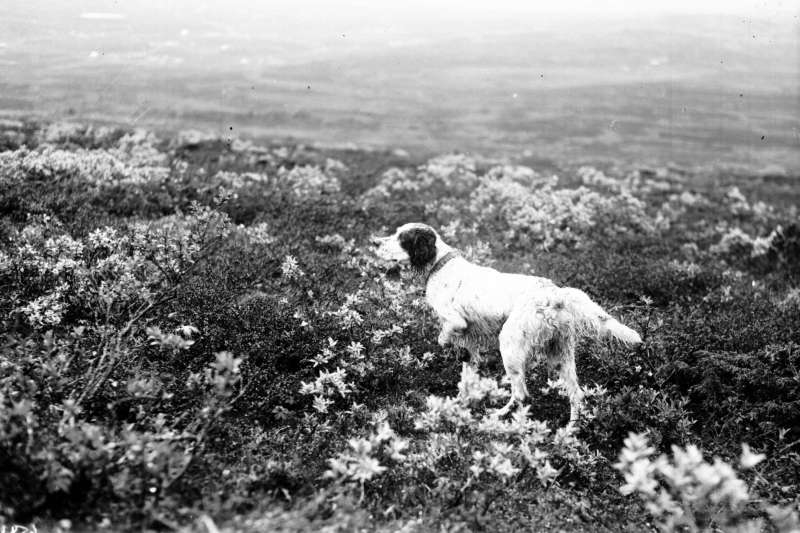 Bilde nr. 1. Liten dobbeltbakkasin i hånden.
Bilde nr. 2. Engelsk setter.