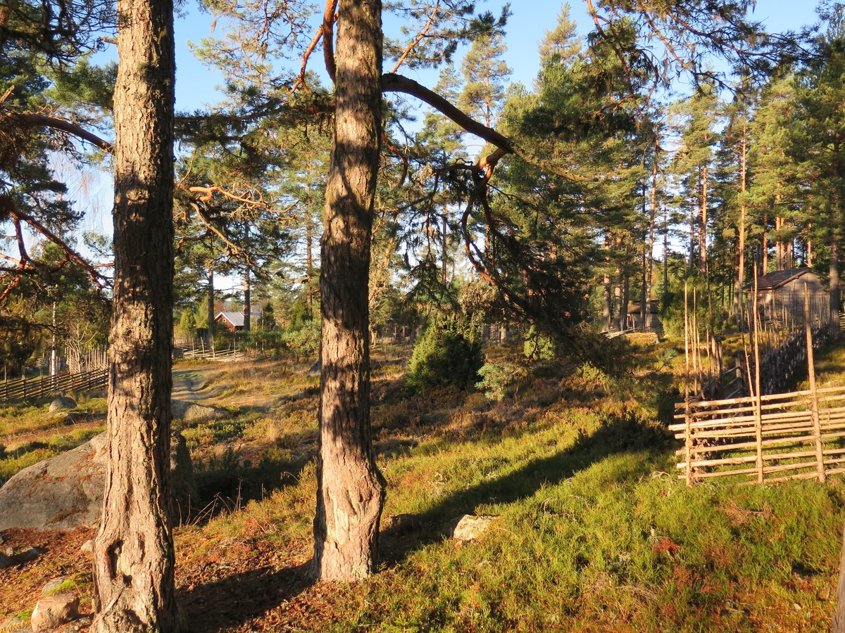 Vy, skog, tallar, Grejsans fäbod, Enviken, 2017.