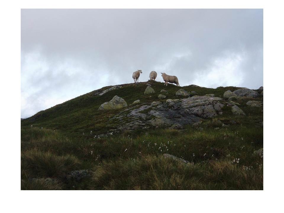 Ein av Asbjørn Hagas sauer med to lam på sommarbeite i Langeidsheia.