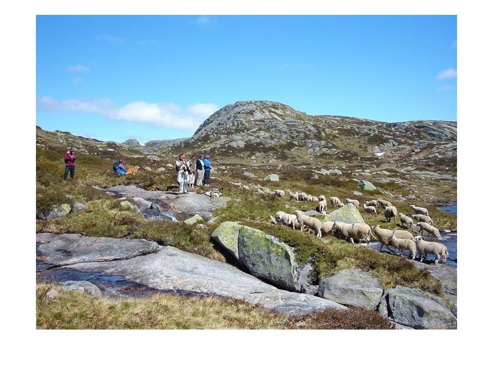 Microsoft PowerPoint presentasjon som presenterer "Jæren Smalalag". Bileta gir fakta om smalalaget, og viser nokre av lagets hytter og sauedrift i Setesdalsheiene.