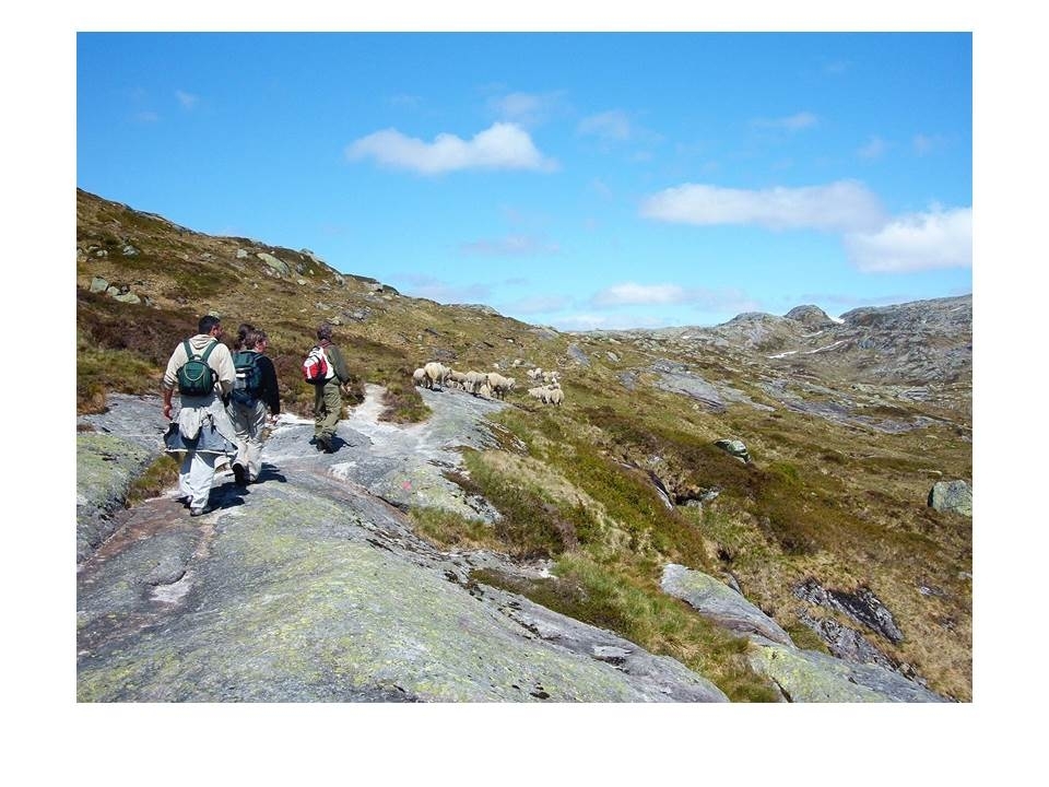 Microsoft PowerPoint presentasjon som presenterer "Jæren Smalalag". Bileta gir fakta om smalalaget, og viser nokre av lagets hytter og sauedrift i Setesdalsheiene.