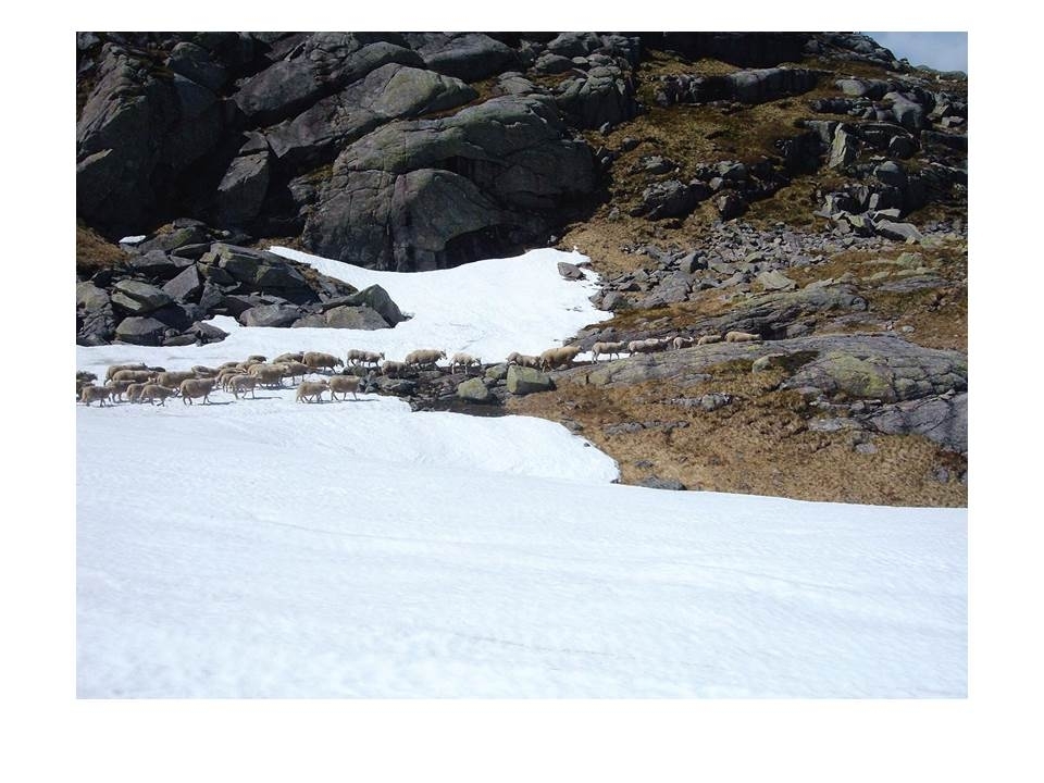 Microsoft PowerPoint presentasjon som presenterer "Jæren Smalalag". Bileta gir fakta om smalalaget, og viser nokre av lagets hytter og sauedrift i Setesdalsheiene.