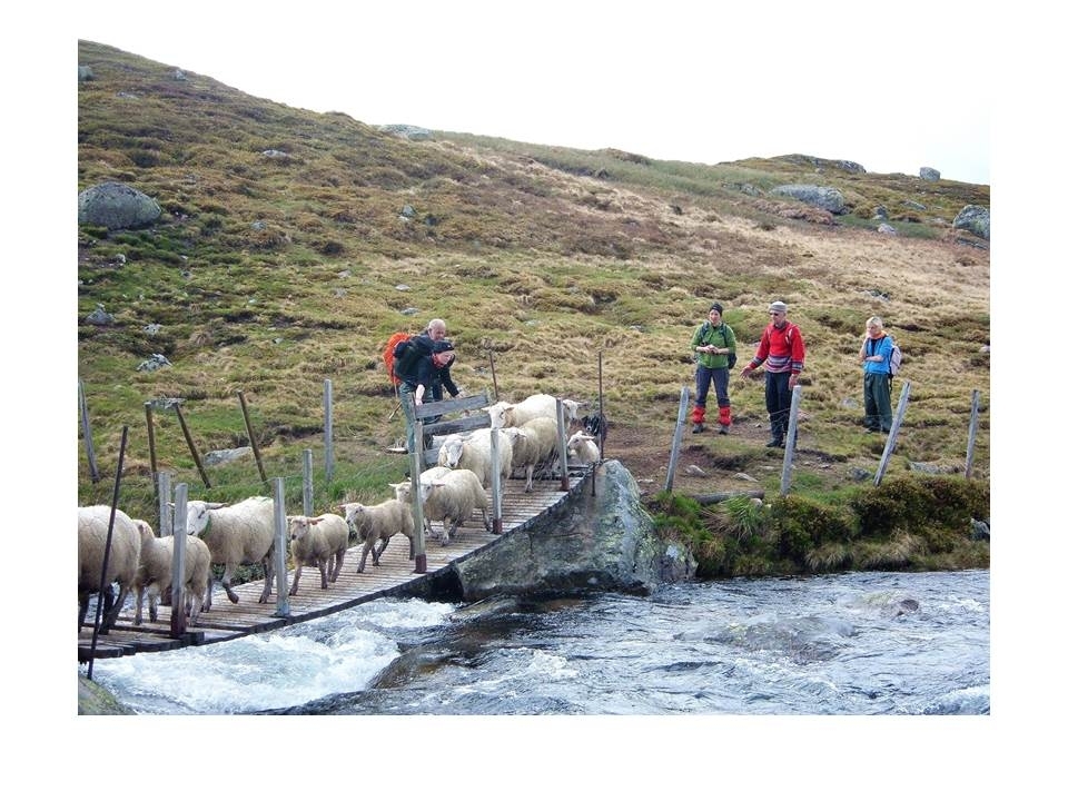 Erling Gjesdal, Marianne Haga, Anne fra Tyskland, Garman, Liv Helland driv sau over ei bru inn i Suleskardsheia.