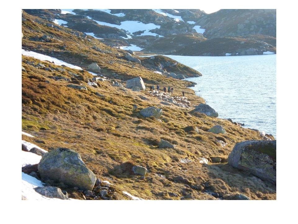 Microsoft PowerPoint presentasjon som presenterer "Jæren Smalalag". Bileta gir fakta om smalalaget, og viser nokre av lagets hytter og sauedrift i Setesdalsheiene.