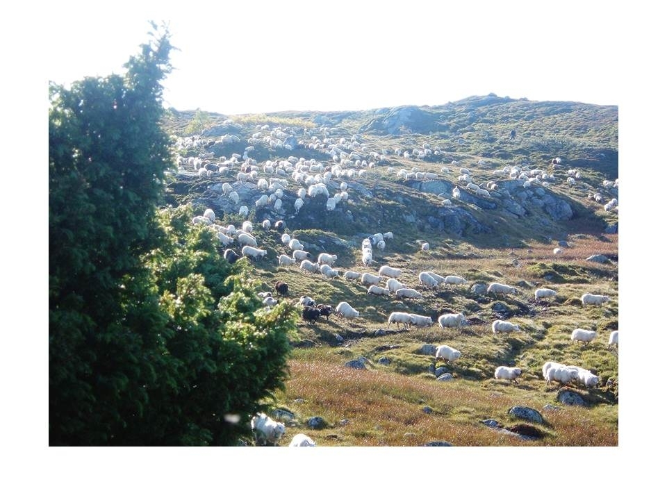 Sauene frå Langeidsheia drives samla mot Kotådalen i Rysstadheia ein tidleg haustmorgon.