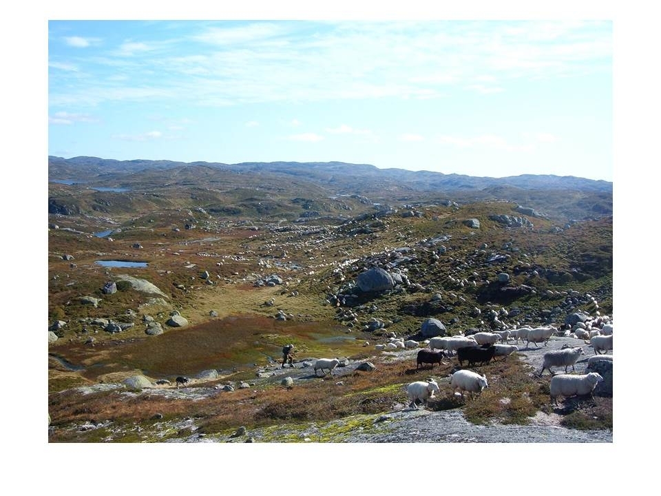Driving av sauer ned frå fjellet fra Langeidsheia på hausten. Dei er i Rysstadheia med Langeidsheia i bakgrunnen.