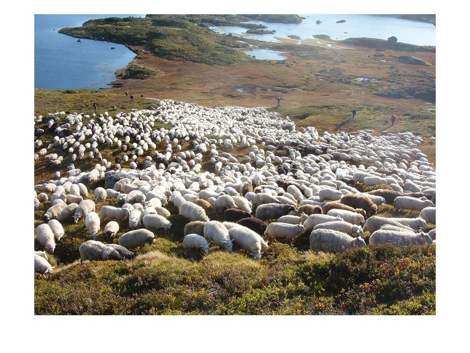 Sauer samla for en kort pause på ein tange ved Krossvatnet i Hytteheia før dei drivast vidare mot Rosskreppfjorden.