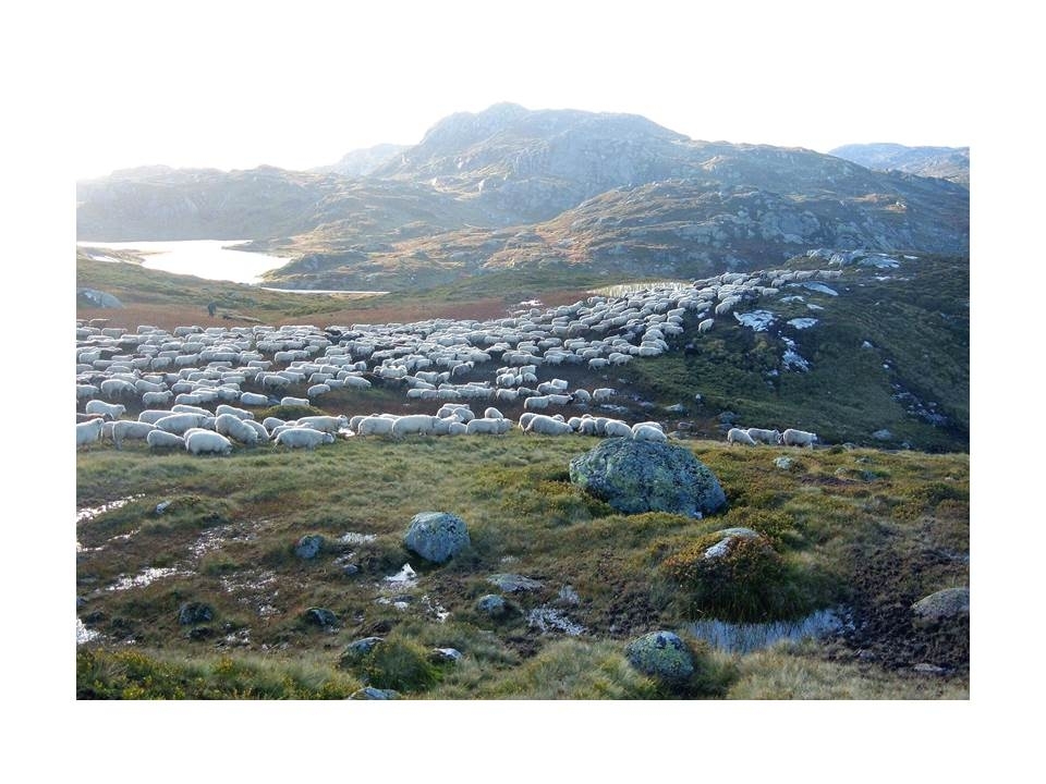 Sauer drives over noen fjelltopper etter Krossvatnet i Hytteheia før samling på hausten.