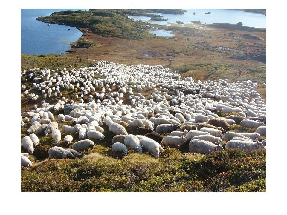 Microsoft PowerPoint presentasjon som presenterer "Jæren Smalalag". Bileta gir fakta om smalalaget, og viser nokre av lagets hytter og sauedrift i Setesdalsheiene.