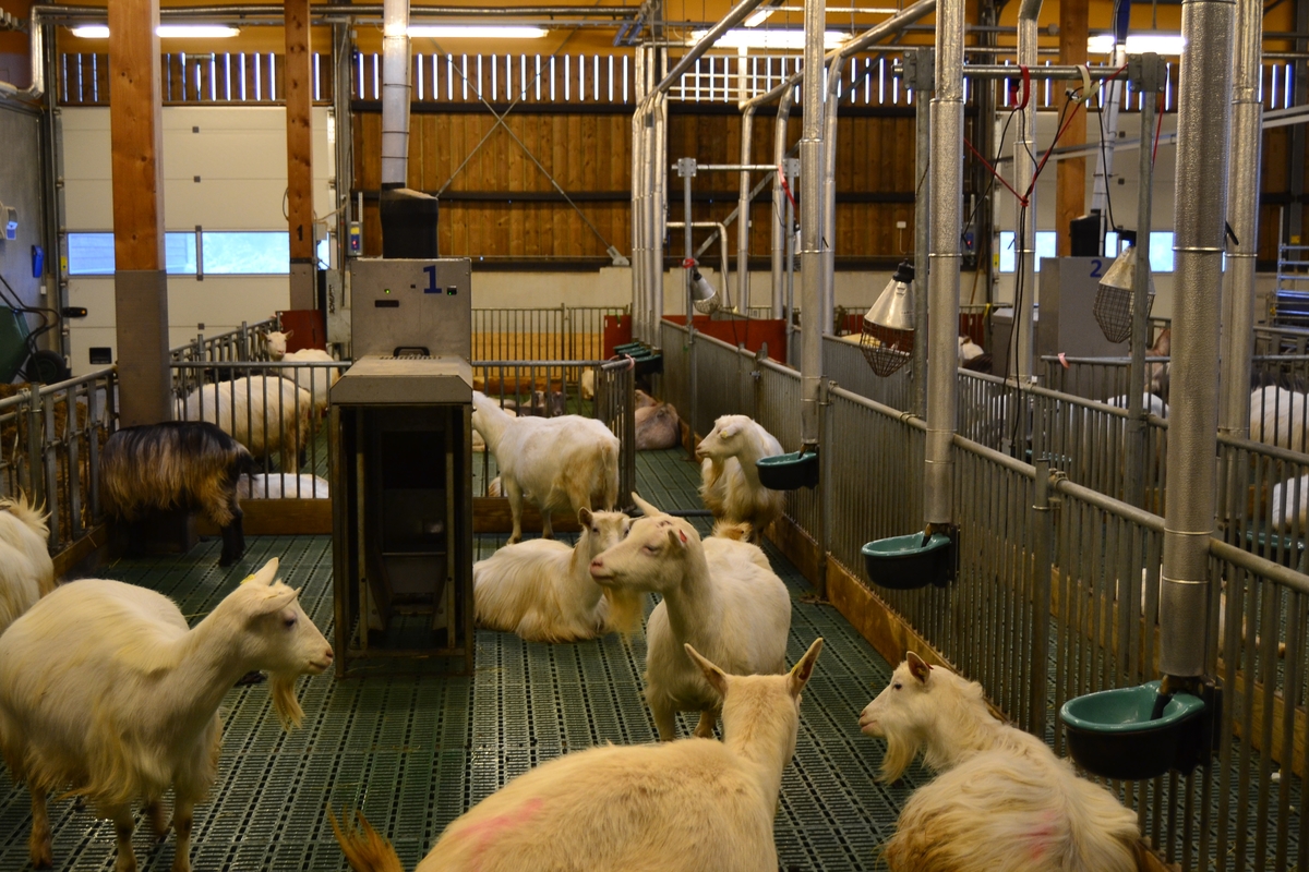 Tur for ansatte ved NMBU (Norges miljø- og biovitenskapelige universitet) til Ås for å bli kjend med NMBU og det dei arbeider med på Ås. Dei såg på sauar, geiter, kyr, fór og fóringsmaskiner.