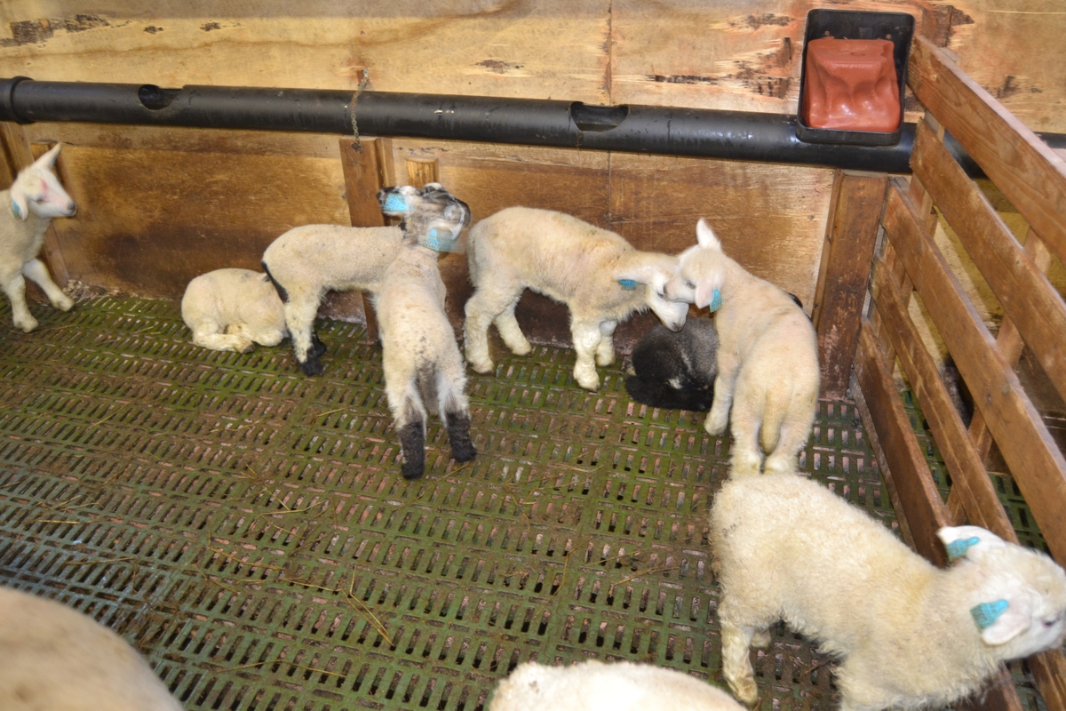 Lam og sauer i sauehuset til Asbjørn Haga i april. Bilde nr. 1, 3, 4 og 5: Det blei laga lammegjømme til de nye lammene. I lammegjømmet har lammene åpninger slik at de kommer til sine mødre, men mødrene kommer ikke til dem. Bilde nr. 7-8: Kopplam i kopplamgarde, der er blant annet en skotsk type. Bilde nr. 14: Spæl med horn. Det mørkeste lammet ble satt under en annen sau. Bilde nr. 17 fra trappa til lemmebua og med på kopplamma. Bilde nr. 18 såre og tørre arbeidshender er vanlig under lemming. Bilde nr. 19-24: Ro i sauehuset. Lam som nyter varmen til moren og andre sauer ved å ligge oppå. Bilde nr. 25: drikkestasjon med kuleventiler med 3 uttak og slange til miksemaskinen som mikser melkeerstatningen selv. Bilde nr. 27: nyfødt lam fra Svartfjes.