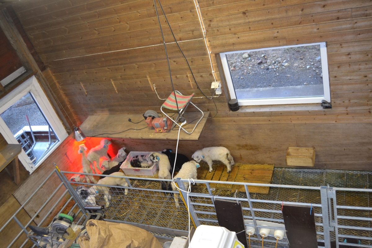 Lam og sauer i sauehuset til Asbjørn Haga i april. Bilde nr. 1, 3, 4 og 5: Det blei laga lammegjømme til de nye lammene. I lammegjømmet har lammene åpninger slik at de kommer til sine mødre, men mødrene kommer ikke til dem. Bilde nr. 7-8: Kopplam i kopplamgarde, der er blant annet en skotsk type. Bilde nr. 14: Spæl med horn. Det mørkeste lammet ble satt under en annen sau. Bilde nr. 17 fra trappa til lemmebua og med på kopplamma. Bilde nr. 18 såre og tørre arbeidshender er vanlig under lemming. Bilde nr. 19-24: Ro i sauehuset. Lam som nyter varmen til moren og andre sauer ved å ligge oppå. Bilde nr. 25: drikkestasjon med kuleventiler med 3 uttak og slange til miksemaskinen som mikser melkeerstatningen selv. Bilde nr. 27: nyfødt lam fra Svartfjes.