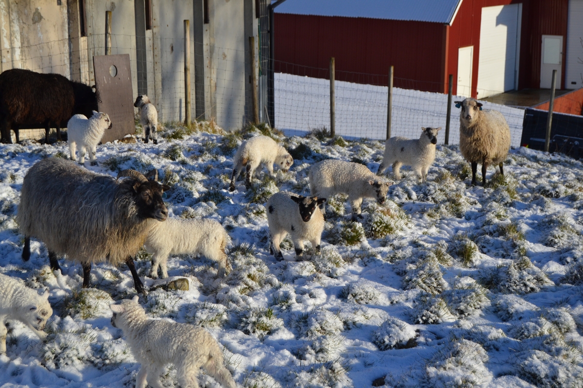 Villsauene utenfor sauehuset i vinterkledde aprildager. Den ene dagen snødde det tett. De fikk kraftfor morgen og kveld, og siloball.