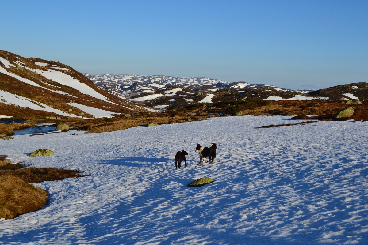 To hunder leker på snøen utenfor "Jæren sauelag"s nye hytte på Vidalega. Ålgrimsåno, som renner ut i Monsvatnet, ses i dalen bakefor snøflekken.