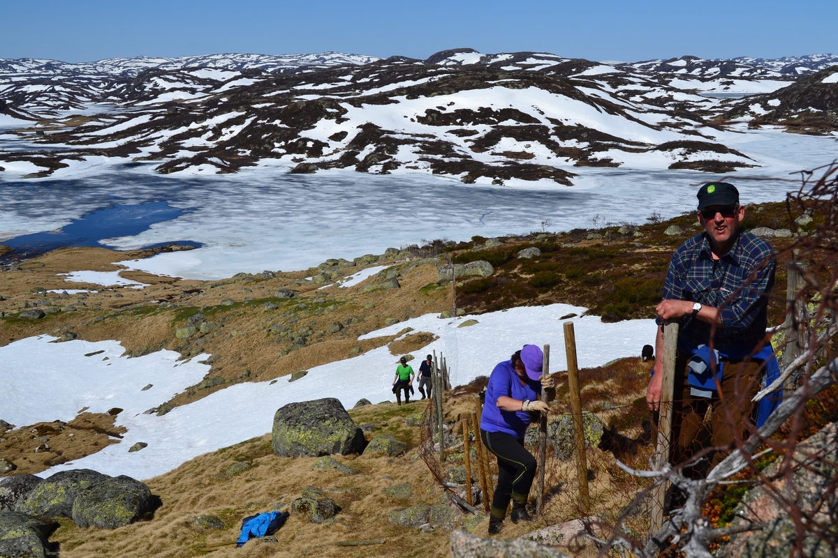 Fra høyre: Martin Siqveland og Mette Østerhus setter opp gjerde ovenfor Monsvatnet. Arild Tuen og Karl Martin Mattingsdal er på vei opp langs gjerdet. Monsvatnet ses i bakgrunnen.